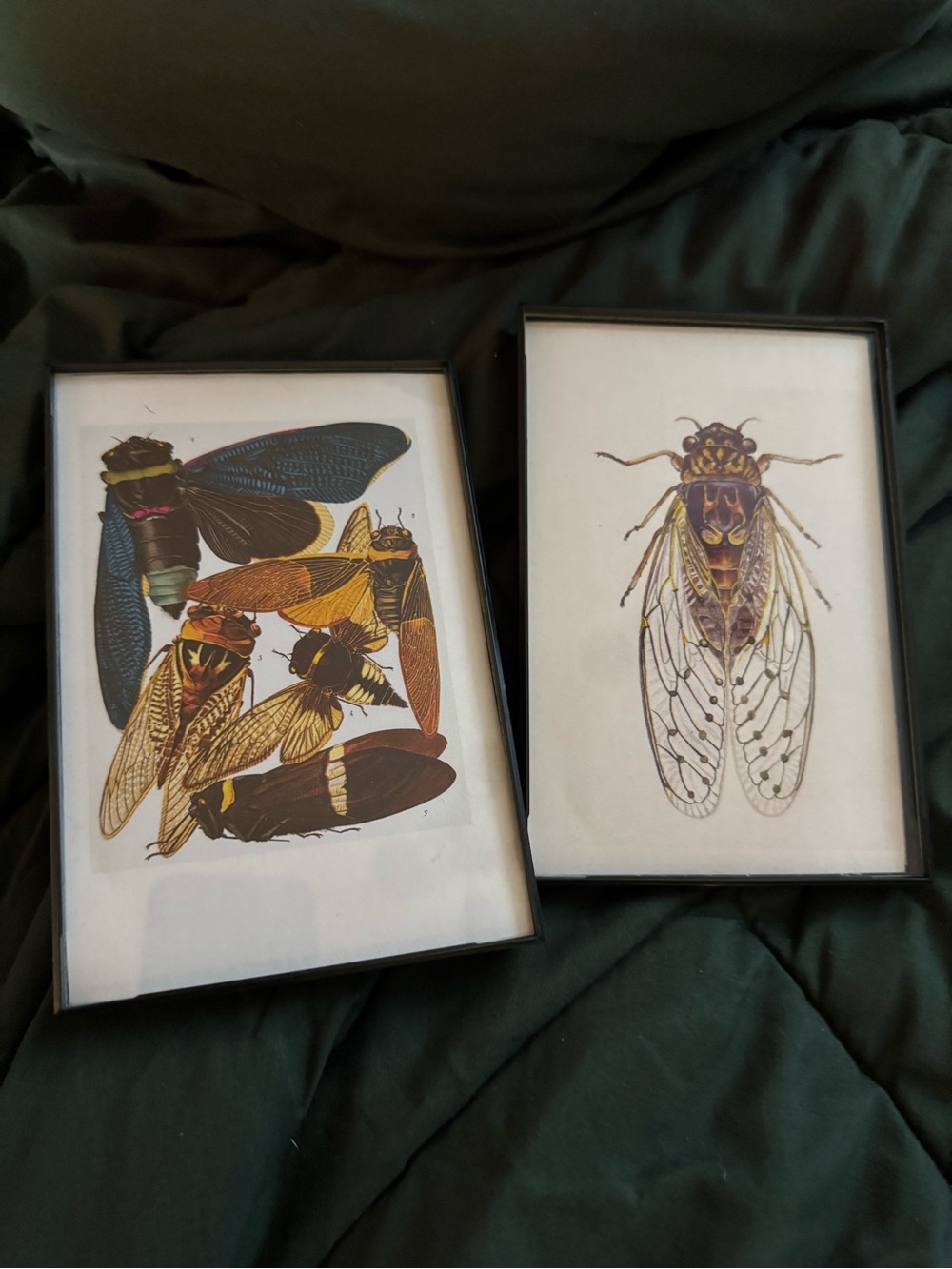 Framed Cicada Art Prints - Set of 2 - Black Frames